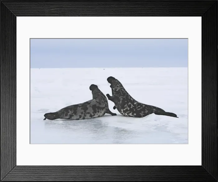 Framed Print : Hooded Seal - males fighting Magdalen Islands Quebec Canada Framed Print : Hooded Seal - males fighting Magdalen Islands Quebec Canada