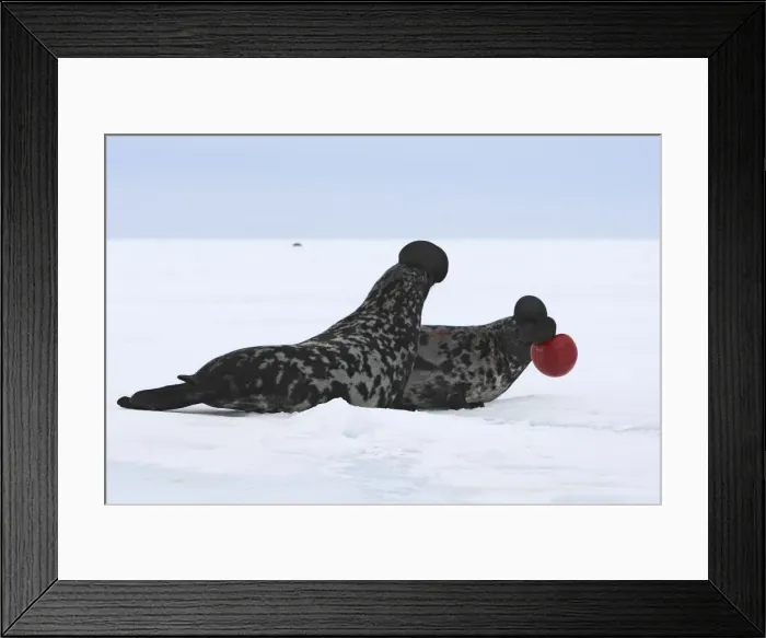 Framed Print : Hooded Seal - males fighting Magdalen Islands Quebec Canada Framed Print : Hooded Seal - males fighting Magdalen Islands Quebec Canada