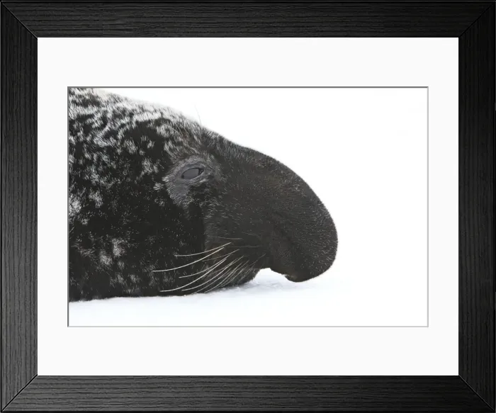 Framed Print : Hooded Seal Magdalen Islands Quebec Canada Framed Print : Hooded Seal Magdalen Islands Quebec Canada
