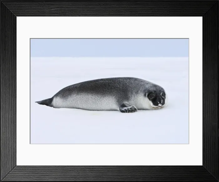 Framed Print : Hooded Seal - 4 day old young Magdalen Islands Quebec Canada Framed Print : Hooded Seal - 4 day old young Magdalen Islands Quebec Canada