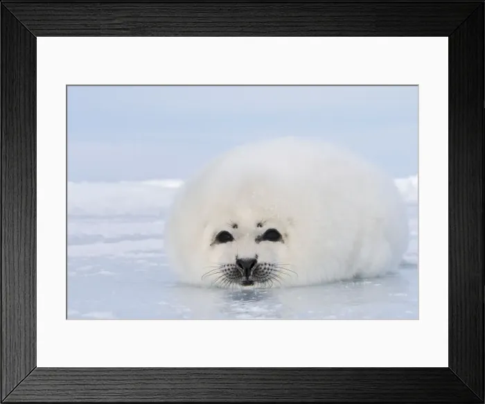 Framed Print : Harp Seal Magdalen Islands Quebec Canada Framed Print : Harp Seal Magdalen Islands Quebec Canada