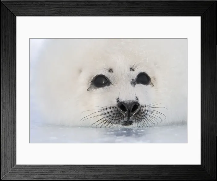 Framed Print : Harp Seal Magdalen Islands Quebec Canada Framed Print : Harp Seal Magdalen Islands Quebec Canada