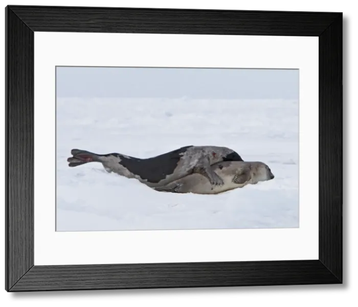 Framed Print : Harp Seal - male & female mating Magdalen Islands Quebec Canada Framed Print : Harp Seal - male & female mating Magdalen Islands Quebec Canada