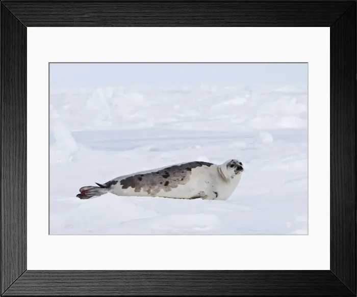 Framed Print : Harp Seal - adult female Magdalen Islands Quebec Canada Framed Print : Harp Seal - adult female Magdalen Islands Quebec Canada