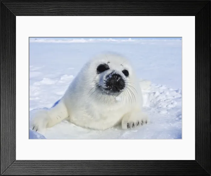 Framed Print : Harp Seal - baby Magdalen Islands Quebec Canada Framed Print : Harp Seal - baby Magdalen Islands Quebec Canada
