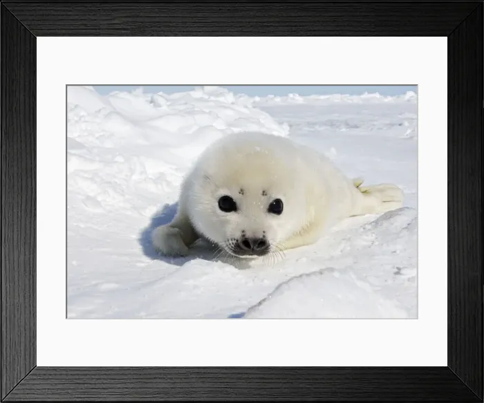 Framed Print : Harp Seal - baby Magdalen Islands Quebec Canada Framed Print : Harp Seal - baby Magdalen Islands Quebec Canada