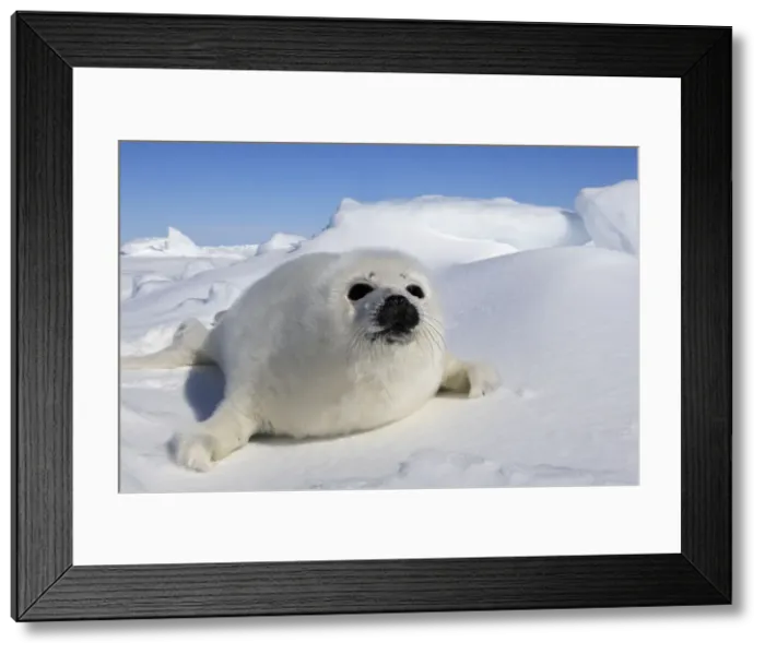 Framed Print : Harp Seal - baby Magdalen Islands Quebec Canada Framed Print : Harp Seal - baby Magdalen Islands Quebec Canada