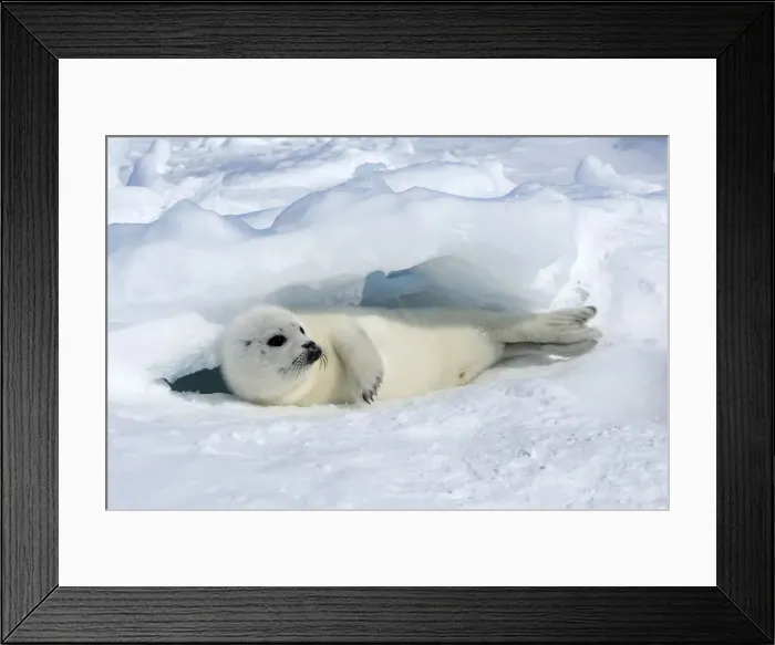 Framed Print : Harp Seal - baby Magdalen Islands Quebec Canada Framed Print : Harp Seal - baby Magdalen Islands Quebec Canada