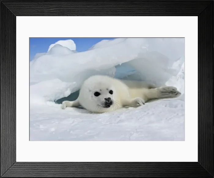 Framed Print : Harp Seal - baby Magdalen Islands Quebec Canada Framed Print : Harp Seal - baby Magdalen Islands Quebec Canada
