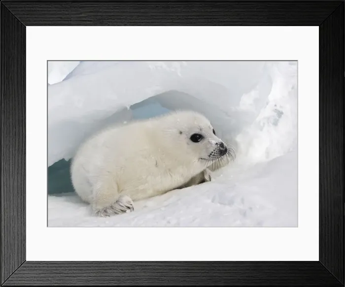 Framed Print : Harp Seal - baby Magdalen Islands Quebec Canada Framed Print : Harp Seal - baby Magdalen Islands Quebec Canada