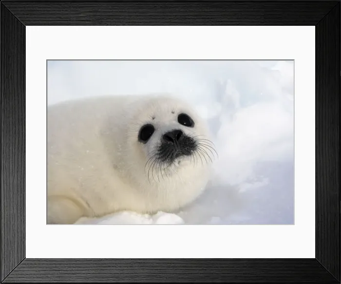 Framed Print : Harp Seal - baby Magdalen Islands Quebec Canada Framed Print : Harp Seal - baby Magdalen Islands Quebec Canada