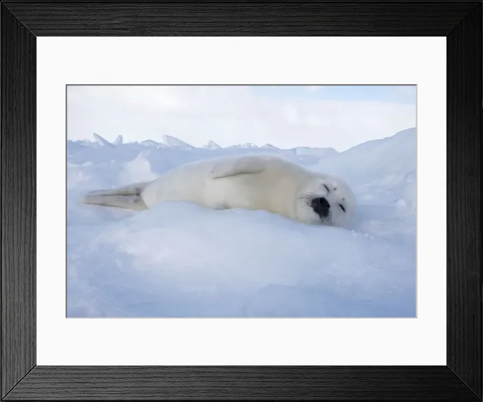 Framed Print : Harp Seal - baby Magdalen Islands Quebec Canada Framed Print : Harp Seal - baby Magdalen Islands Quebec Canada