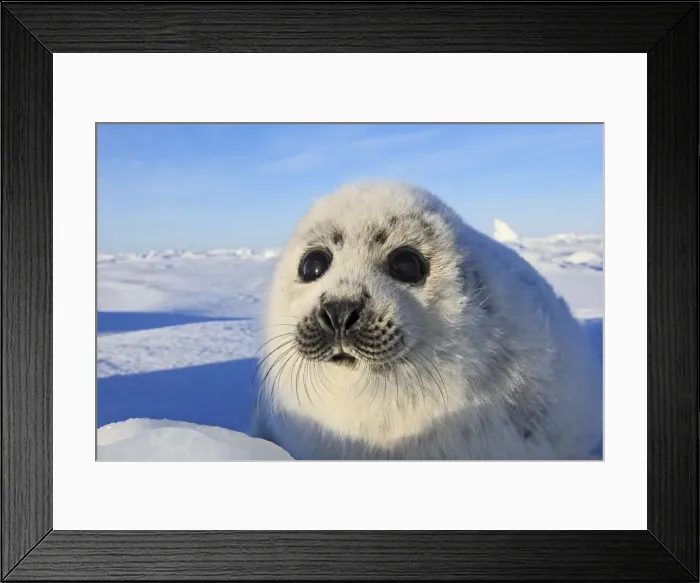 Framed Print : Harp Seal - baby Magdalen Islands Quebec Canada Framed Print : Harp Seal - baby Magdalen Islands Quebec Canada