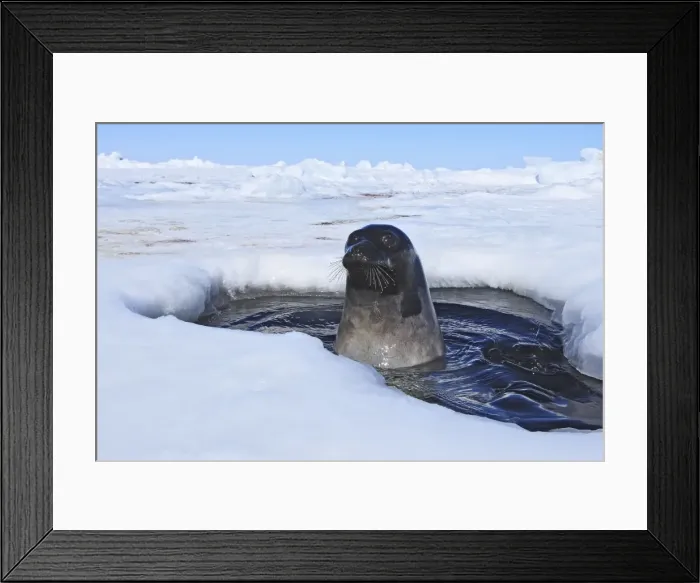 Framed Print : Harp Seal - adult female emerging from a hole in the ice Magdalen Islands Quebec Canada Framed Print : Harp Seal - adult female emerging from a hole in the ice Magdalen Islands Quebec Canada