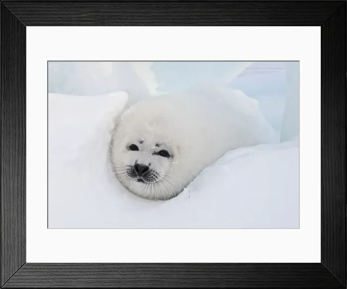 Framed Print : Harp Seal - baby Magdalen Islands Quebec Canada Framed Print : Harp Seal - baby Magdalen Islands Quebec Canada
