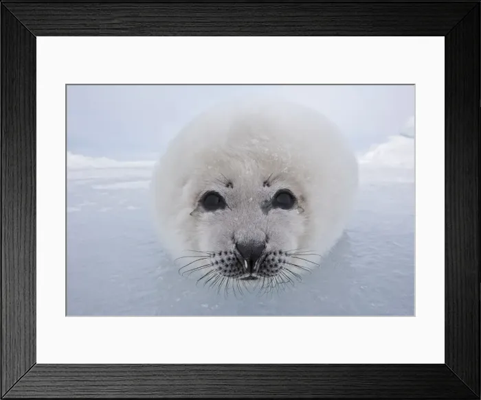Framed Print : Harp Seal - baby Magdalen Islands Quebec Canada