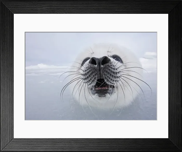 Framed Print : Harp Seal - baby Magdalen Islands Quebec Canada