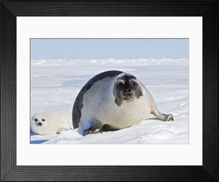 Framed Print : Harp Seal - female & baby Magdalen Islands Quebec Canada Framed Print : Harp Seal - female & baby Magdalen Islands Quebec Canada