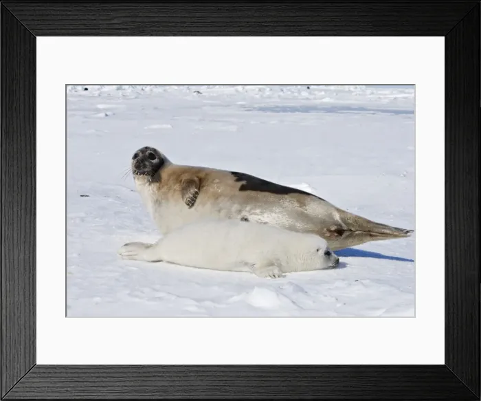 Framed Print : Harp Seal - female & baby Magdalen Islands Quebec Canada Framed Print : Harp Seal - female & baby Magdalen Islands Quebec Canada