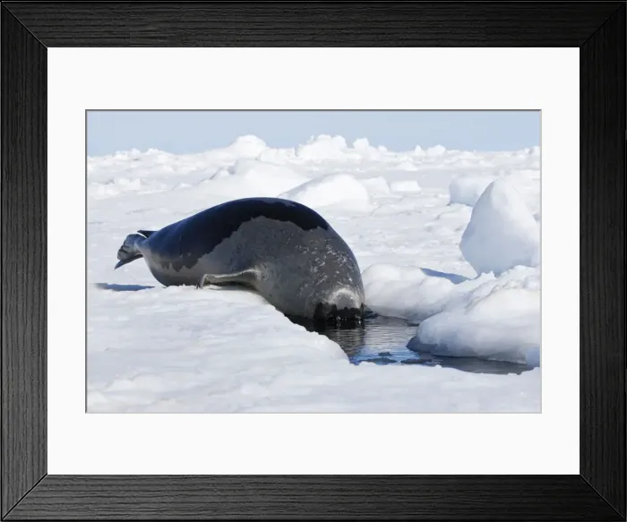 Framed Print : Harp Seal - Adult female entering a hole in the ice Magdalen Islands Quebec Canada Framed Print : Harp Seal - Adult female entering a hole in the ice Magdalen Islands Quebec Canada