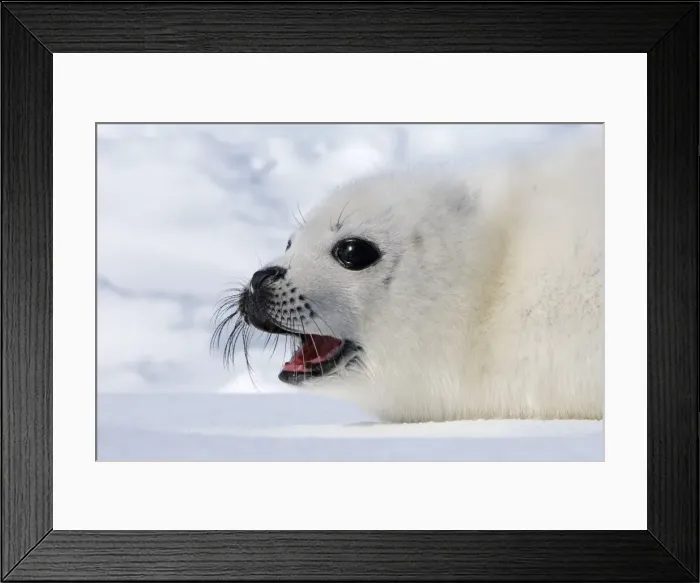Framed Print : Harp Seal - baby Magdalen Islands Quebec Canada Framed Print : Harp Seal - baby Magdalen Islands Quebec Canada