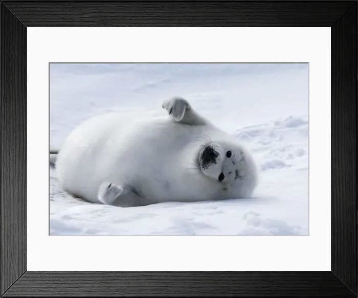 Framed Print : Harp Seal - baby Magdalen Islands Quebec Canada Framed Print : Harp Seal - baby Magdalen Islands Quebec Canada