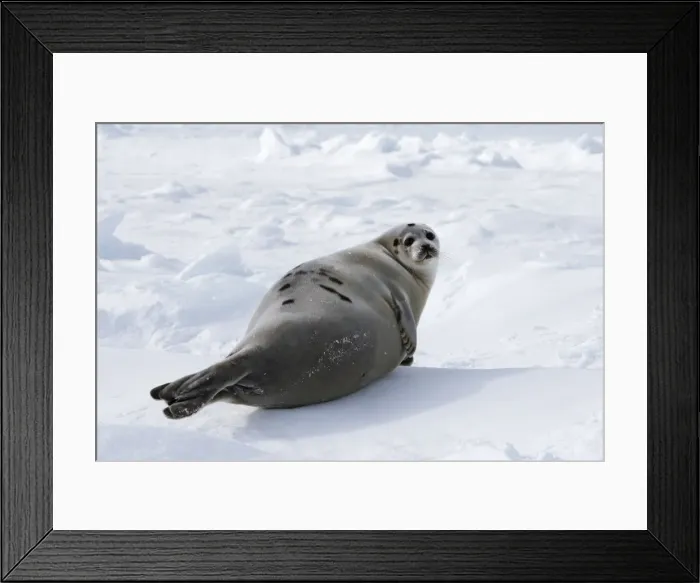Framed Print : Harp Seal - female Magdalen Islands Quebec Canada Framed Print : Harp Seal - female Magdalen Islands Quebec Canada