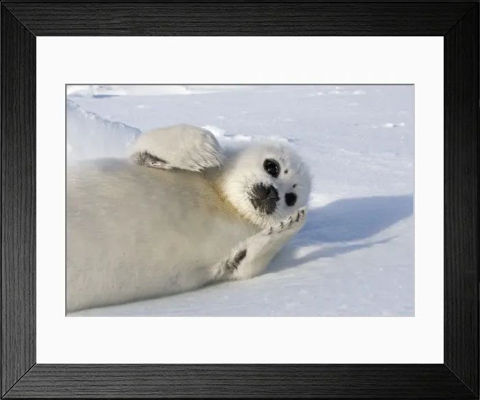 Framed Print : Harp Seal - baby Magdalen Islands Quebec Canada Framed Print : Harp Seal - baby Magdalen Islands Quebec Canada