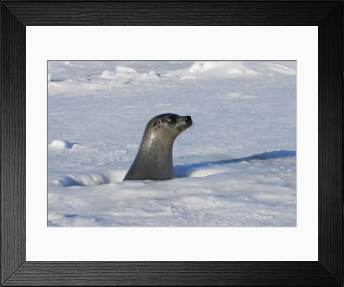 Framed Print : Harp Seal - female Magdalen Islands Quebec Canada Framed Print : Harp Seal - female Magdalen Islands Quebec Canada
