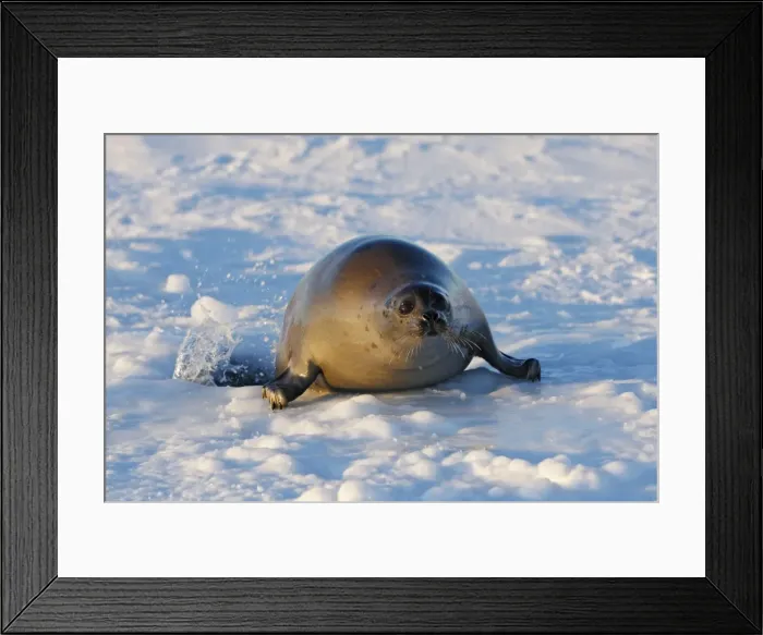 Framed Print : Harp Seal - Adult female emerging from a hole in the ice Magdalen Islands Quebec Canada Framed Print : Harp Seal - Adult female emerging from a hole in the ice Magdalen Islands Quebec Canada