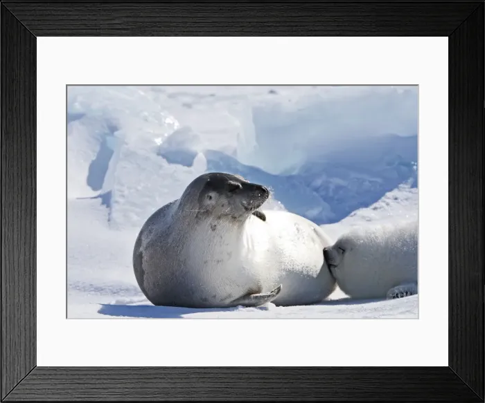 Framed Print : Harp Seal - mother & baby Magdalen Islands Quebec Canada Framed Print : Harp Seal - mother & baby Magdalen Islands Quebec Canada
