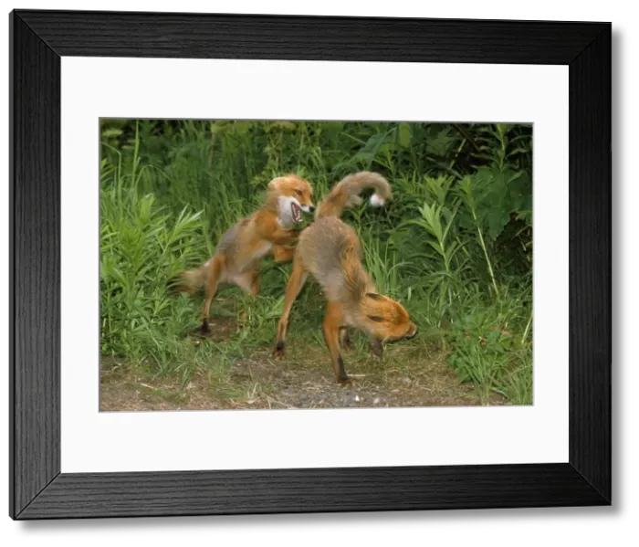 Framed Print : Red Fox - pre-mating fighting Framed Print : Red Fox - pre-mating fighting
