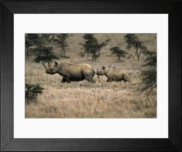 Framed Print : Black / Hooked-lipped Rhinoceros - adult and young Kenya, Africa Framed Print : Black / Hooked-lipped Rhinoceros - adult and young Kenya, Africa