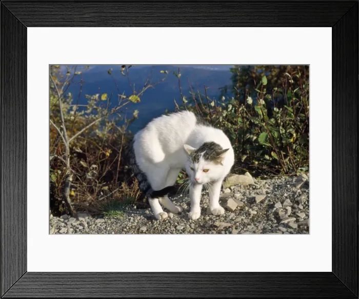 Framed Print : Domestic Cat - in defensive position in frony of Dog (not in shot) Framed Print : Domestic Cat - in defensive position in frony of Dog (not in shot)