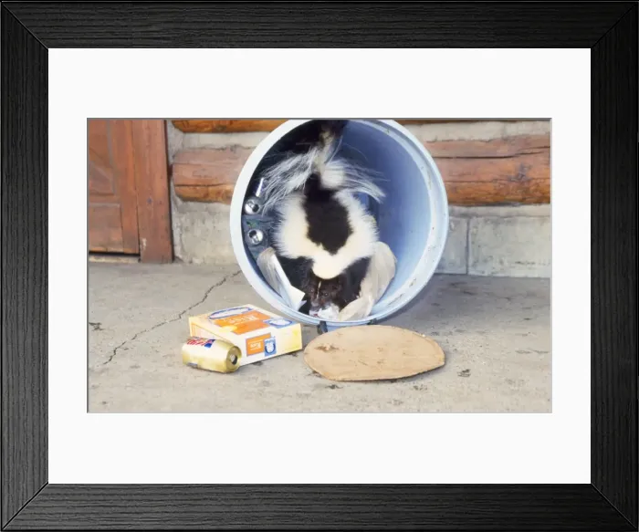 Framed Print : Striped Skunk - at dustbin Framed Print : Striped Skunk - at dustbin