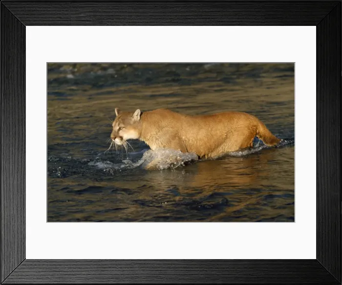 Framed Print : Cougar / Mountain Lion / Puma Framed Print : Cougar / Mountain Lion / Puma