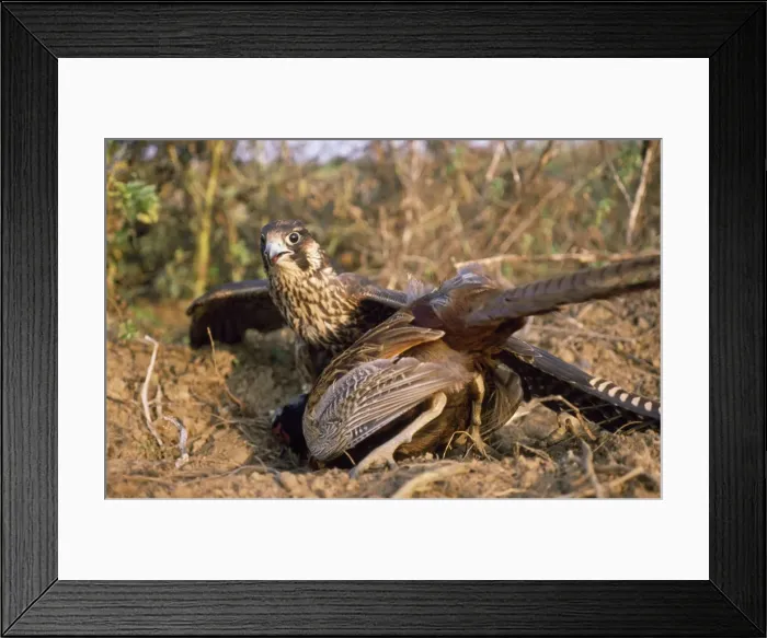Framed Print : Peregrine Falcon