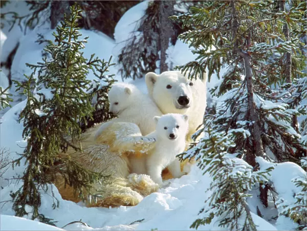 Polar Bear - with two cubs, in snow. Canada