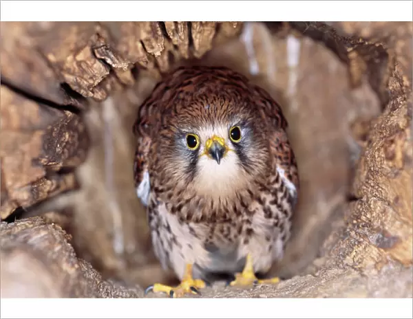 Kestrel  /  Falcon - at nest, head on, both eyes visible