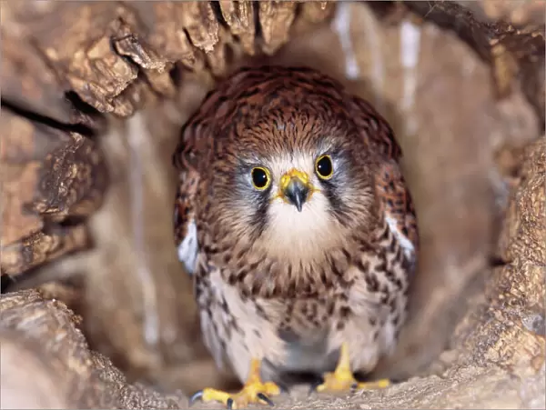 Kestrel  /  Falcon - at nest, head on, both eyes visible
