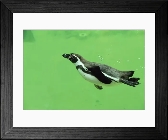 Framed Print : Humboldt / Peruvian Penguin Framed Print : Humboldt / Peruvian Penguin