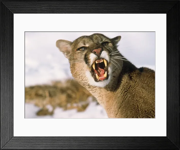 Framed Print : Cougar / Mountain Lion / Puma Framed Print : Cougar / Mountain Lion / Puma