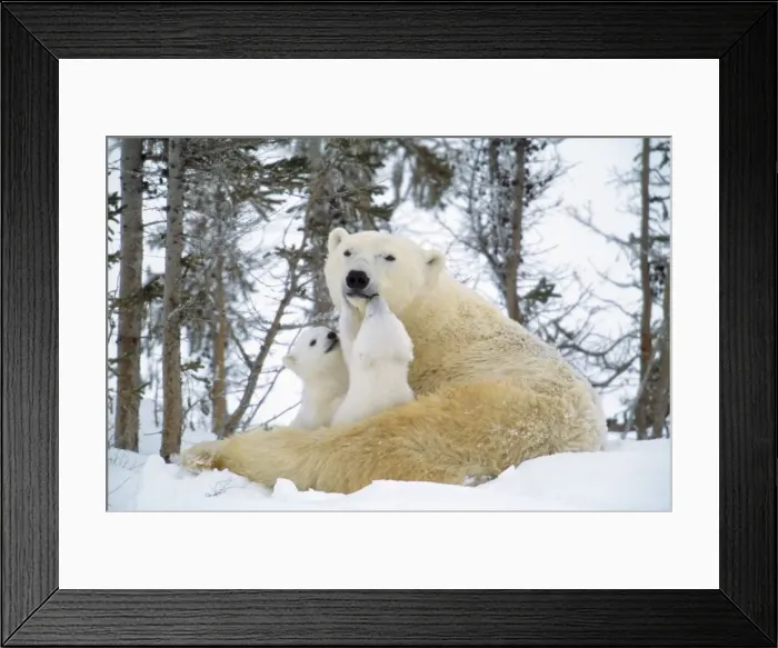 Framed Print : Polar Bear - with two cubs, nuzzling, in snow. Canada Framed Print : Polar Bear - with two cubs, nuzzling, in snow. Canada