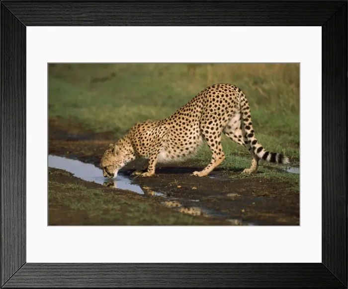 Framed Print : Cheetah - drinking Framed Print : Cheetah - drinking