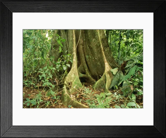 Framed Print : Rainforest Fig tree, butress roots, Costa Rica Framed Print : Rainforest Fig tree, butress roots, Costa Rica