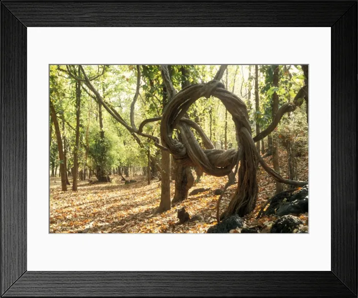 Framed Print : Strangler Vine India Framed Print : Strangler Vine India