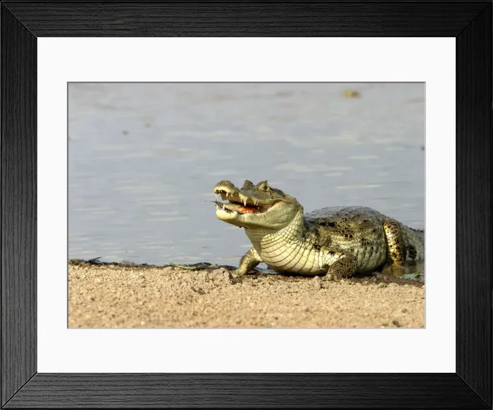 Framed Print : Spectacled Caiman - feeding Llanos, Venezuela Framed Print : Spectacled Caiman - feeding Llanos, Venezuela