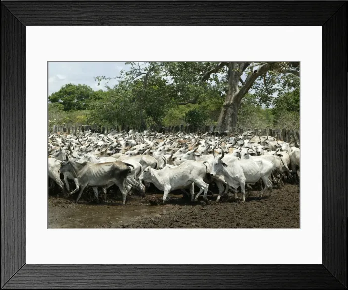 Framed Print : Domestic Brahma Cow - Herd Hato El Frio, Llanos, Venezuela Framed Print : Domestic Brahma Cow - Herd Hato El Frio, Llanos, Venezuela