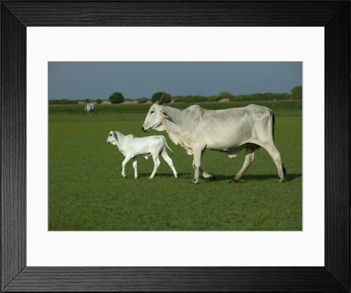 Framed Print : Domestic Brahma Cow - adult and calf Hato El Frio, Llanos, Venezuela Framed Print : Domestic Brahma Cow - adult and calf Hato El Frio, Llanos, Venezuela
