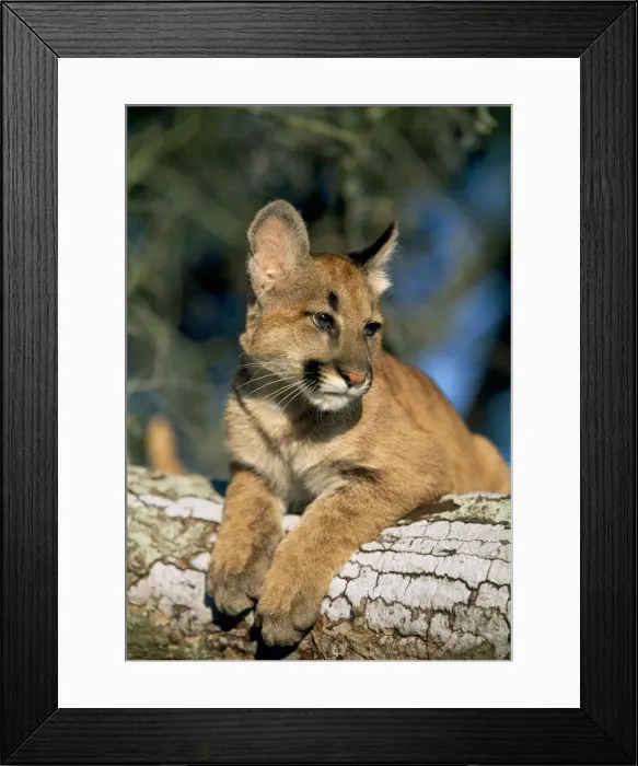 Framed Print : Cougar / Mountain Lion / Puma - cub Framed Print : Cougar / Mountain Lion / Puma - cub